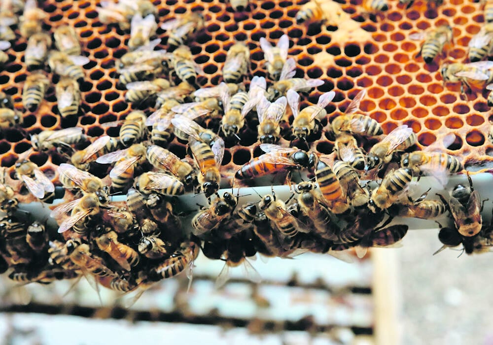 A honey bee colony on display in Manitoba.