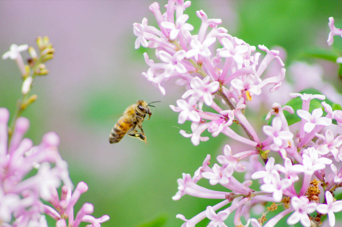 A honeybee approaches blooming lilacs in southern Manitoba. Photo: Alexis Stockford