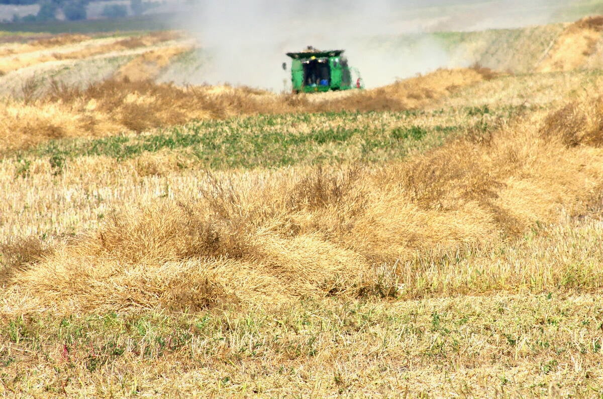 A swathed and dried down canola crop lies awaiting the combine near Mariapolis, Man., on Aug. 30, 2025. Photo: Alexis Stockford
