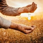 Five years and counting: Inside Canada’s seed regulatory overhaul