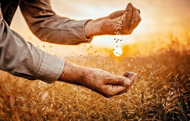 As Canada’s seed industry nears long-awaited regulatory reform, stakeholders remain divided over who should lead certification and how data should be collected, issues that could shape the future of farming from seed to harvest. Photo: eclipse_images/iStock/Getty Images