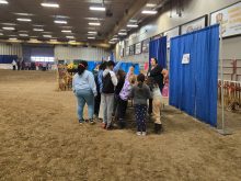 Students at MooMania at the 2025 Manitoba AG EX in Brandon learn about the cattle industry. Photo: Miranda Leybourne