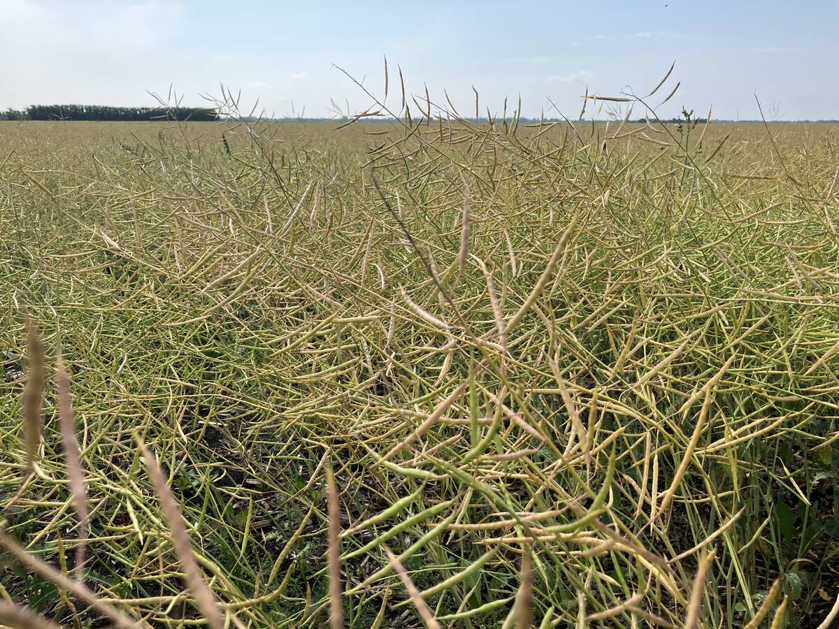 Pods ripen in a canola field near Selkirk, Manitoba in late August, 2024. | Greg Berg photo