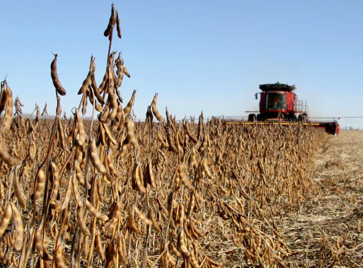 Soybeans being harvested in October 2025, near Treherne, Manitoba. 