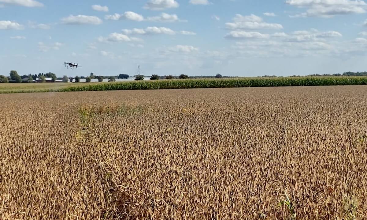 A drone demonstrating broadcasting seed over a soybean field at a recent OSCIA demonstration. Photo: John Greig