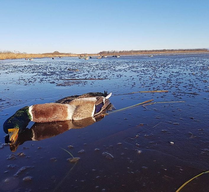 Late hunts for waterfowl in wetlands usually mean dealing with ice, and safety must always be considered, but the hunts can be epic. Photo: Tim Sopuck
