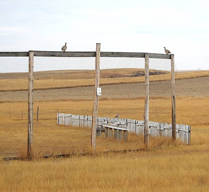 Sharp-tailed grouse tend to frequent open areas more often in the late season, like these birds hanging around an abandoned baseball field. Photo: Tim Sopuck