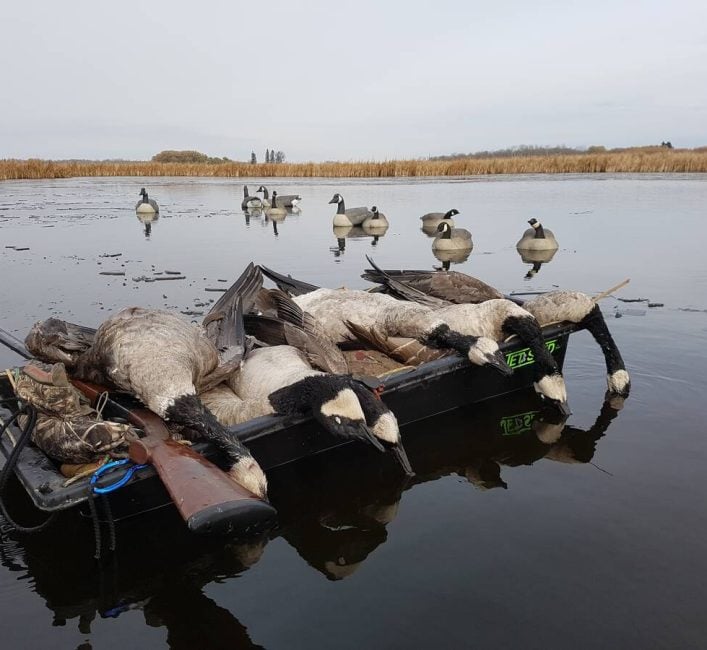 A bounty of Canada geese taken in a wetland that was being kept open by the birds. Photo: Tim Sopuck