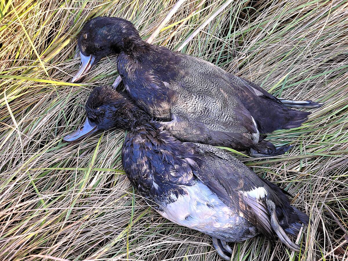 Lesser scaup or “bluebills,” are a favourite quarry for diving duck hunters. Photo: Tim Sopuck