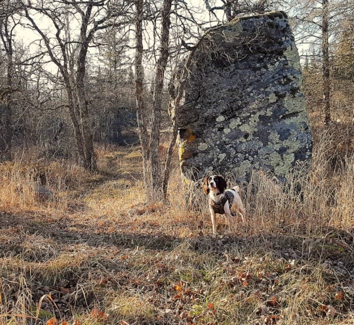 Late fall is a wonderful time to walk woodland trails for ruffed grouse. You’ll probably have them all to yourself. Photo: Tim Sopuck