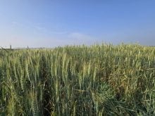 Wheat varieties on display at Agriculture and Agri-Food Canada research plots outside Brandon on Aug. 7, 2025. Photo: Miranda Leybourne