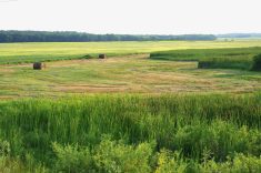Manitoba farmers have been baling forage in low areas and edges of wetlands, such as this one south of Brandon, during another dry year in 2025.