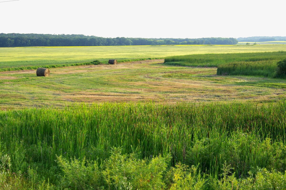 Manitoba farmers have been baling forage in low areas and edges of wetlands, such as this one south of Brandon, during another dry year in 2025.