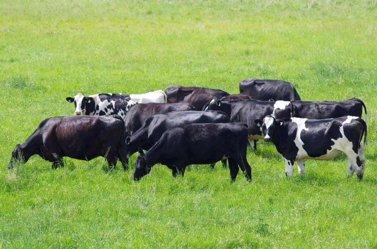 Cattle graze in south-central Manitoba. Photo: Alexis Stockford