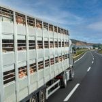 Pig shipments to U.S. slow as new COOL looms