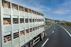 Pigs are transported in a livestock hauler truck. Photo: Miguel Perfectti/GettyImages