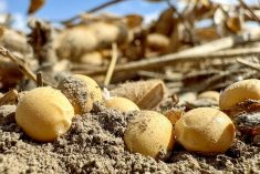 AgGronomyTV: Ontario’s 2025 soybean growing season