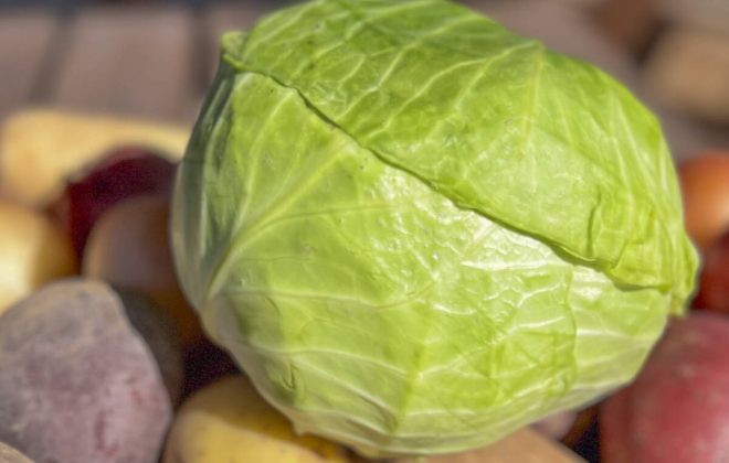 Green cabbage is the most popular cabbage on the Prairies. Photo: Getty Stewart