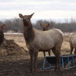 Manitoba launches CWD tracking tool