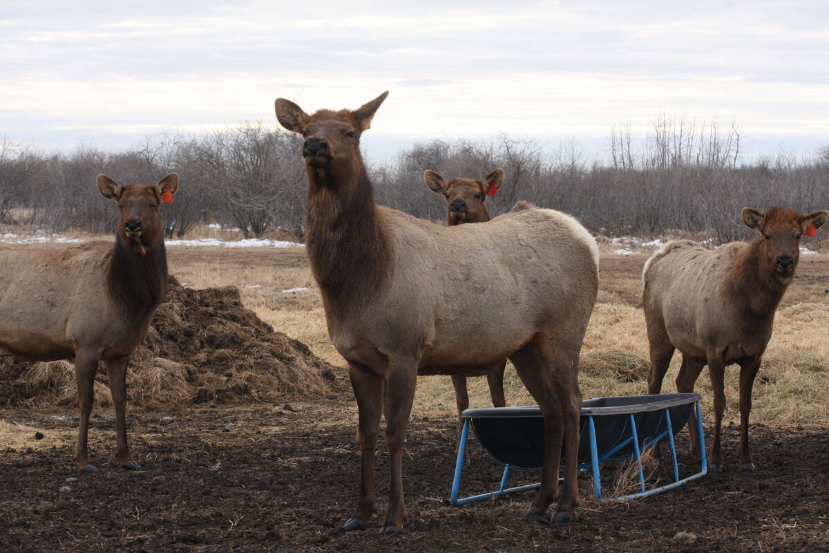 Elk are among the animals included in Manitoba’s chronic wasting disease surveillance tool.
