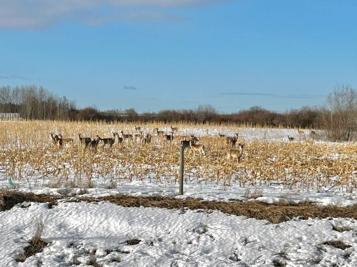 A field of standing corn is a tempting target for local deer northwest of Shoal Lake March 19, 2024. PHOTO: ALEXIS STOCKFORD