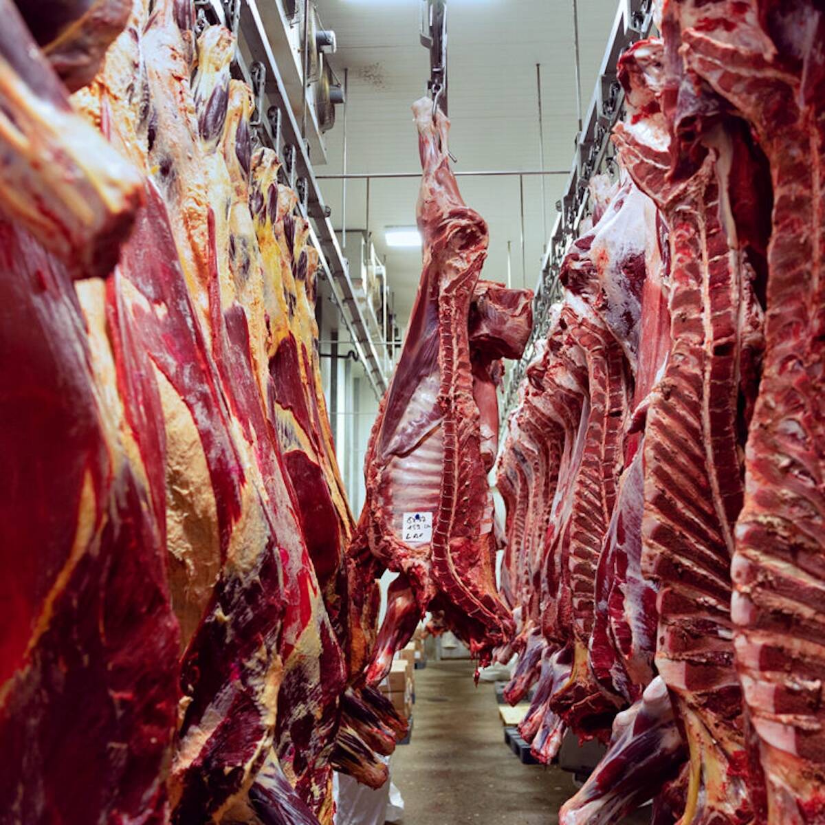 Viandes Lafrance not only processes beef and bison, but a wide range of other classes of livestock. Photo: Submitted by Viandes Lafrance