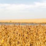 Photo: iStock/Getty Images
