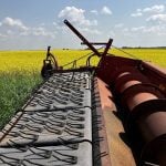 Stronger canola prices welcome surprise