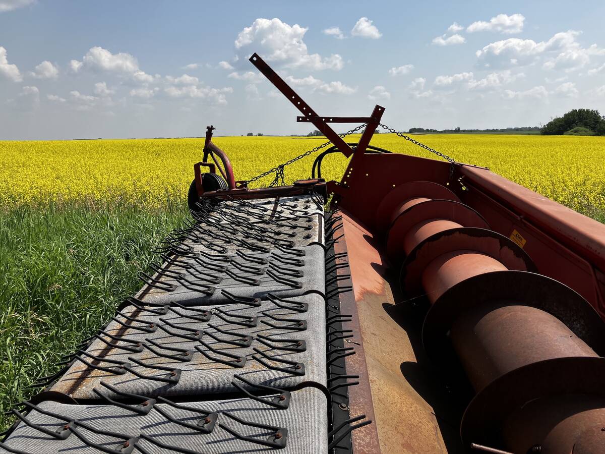 An old combine header against canola flowers in southern Saskatchewan in July 2025. Photo: Greg Berg
