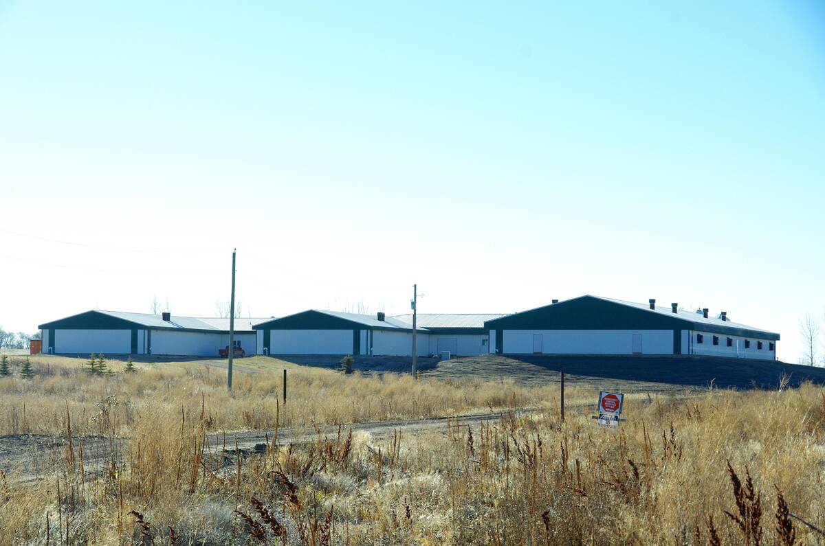 Improvements to ventilation and lowering of humidity can make pigs eat more and gain more. Photo: Alexis Stockford