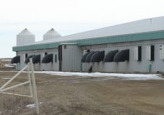 A hog barn in Manitoba. Photo: File