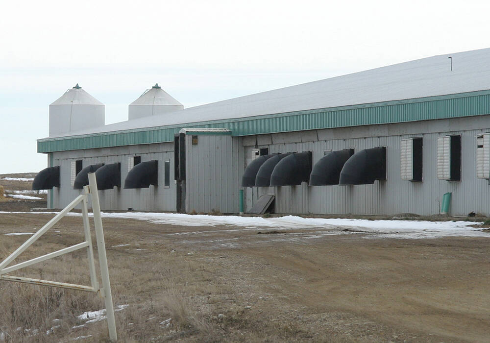 A hog barn in Manitoba. Photo: File