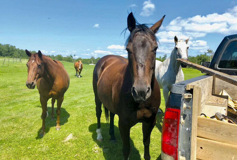 Horses thrive on steady movement, the author writes. Photo: Lisa Guenther