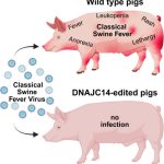 British researchers have edited the genes of pigs to provide resistance to classical swine fever | Source: Trends in Biotechnology
