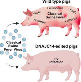 British researchers have edited the genes of pigs to provide resistance to classical swine fever | Source: Trends in Biotechnology