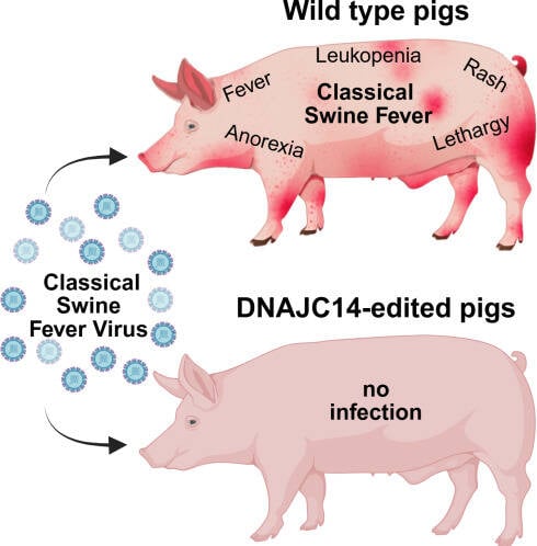 British researchers have edited the genes of pigs to provide resistance to classical swine fever | Source: Trends in Biotechnology