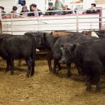 Cattle being sold at the Gladstone Auction Mart in Gladstone, Manitoba, on October 28, 2025. Photo: Greg Berg