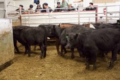 Cattle being sold at the Gladstone Auction Mart in Gladstone, Manitoba, on October 28, 2025. Photo: Greg Berg