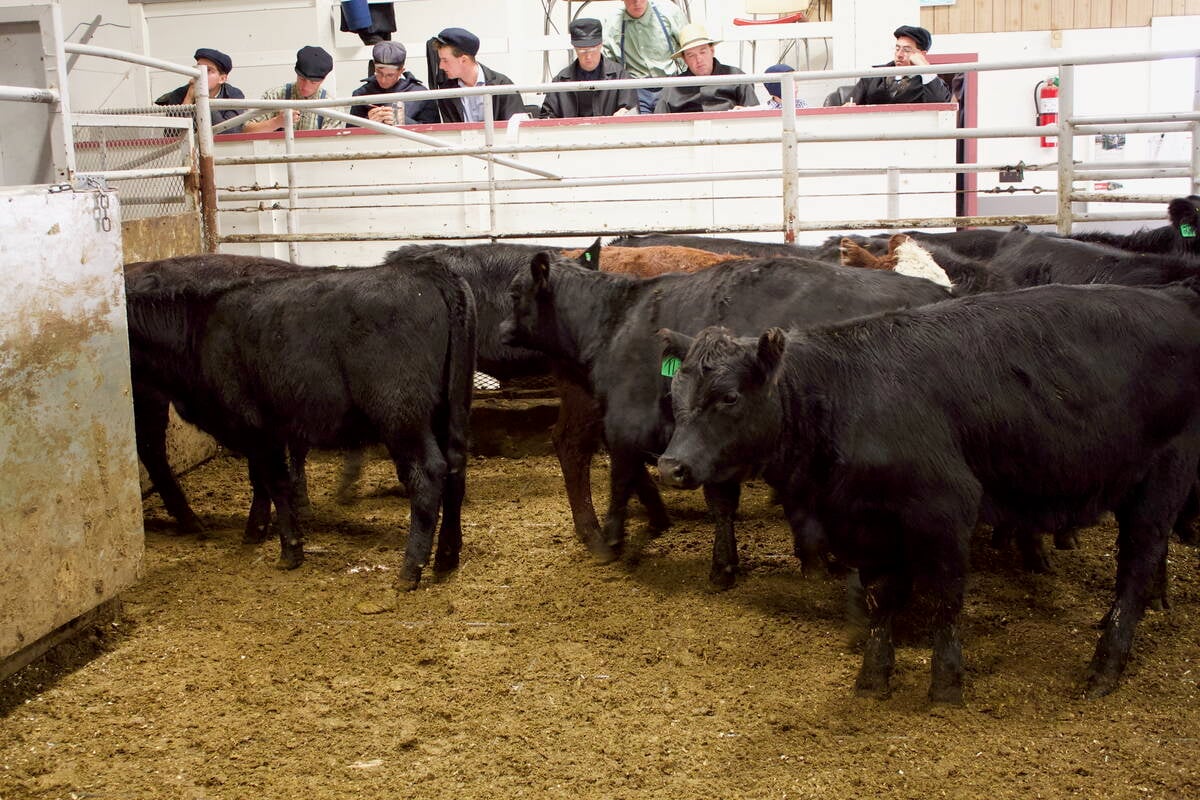 Cattle being sold at the Gladstone Auction Mart in Gladstone, Manitoba, on October 28, 2025. Photo: Greg Berg