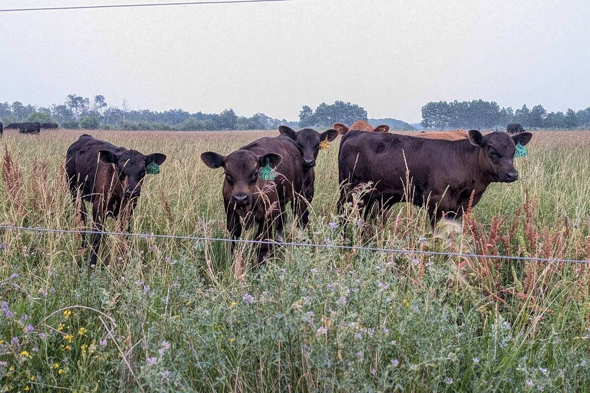 Beef calves graze a pasture in eastern Manitoba in summer 2025. Photo: Geralyn Wichers