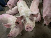 An organic pork company that is opposed to cloning and gene editing in livestock production says the federal government’s cloned-animal, novel food pause underscores the importance of producer and consumer engagement in food policy. Photo: File
