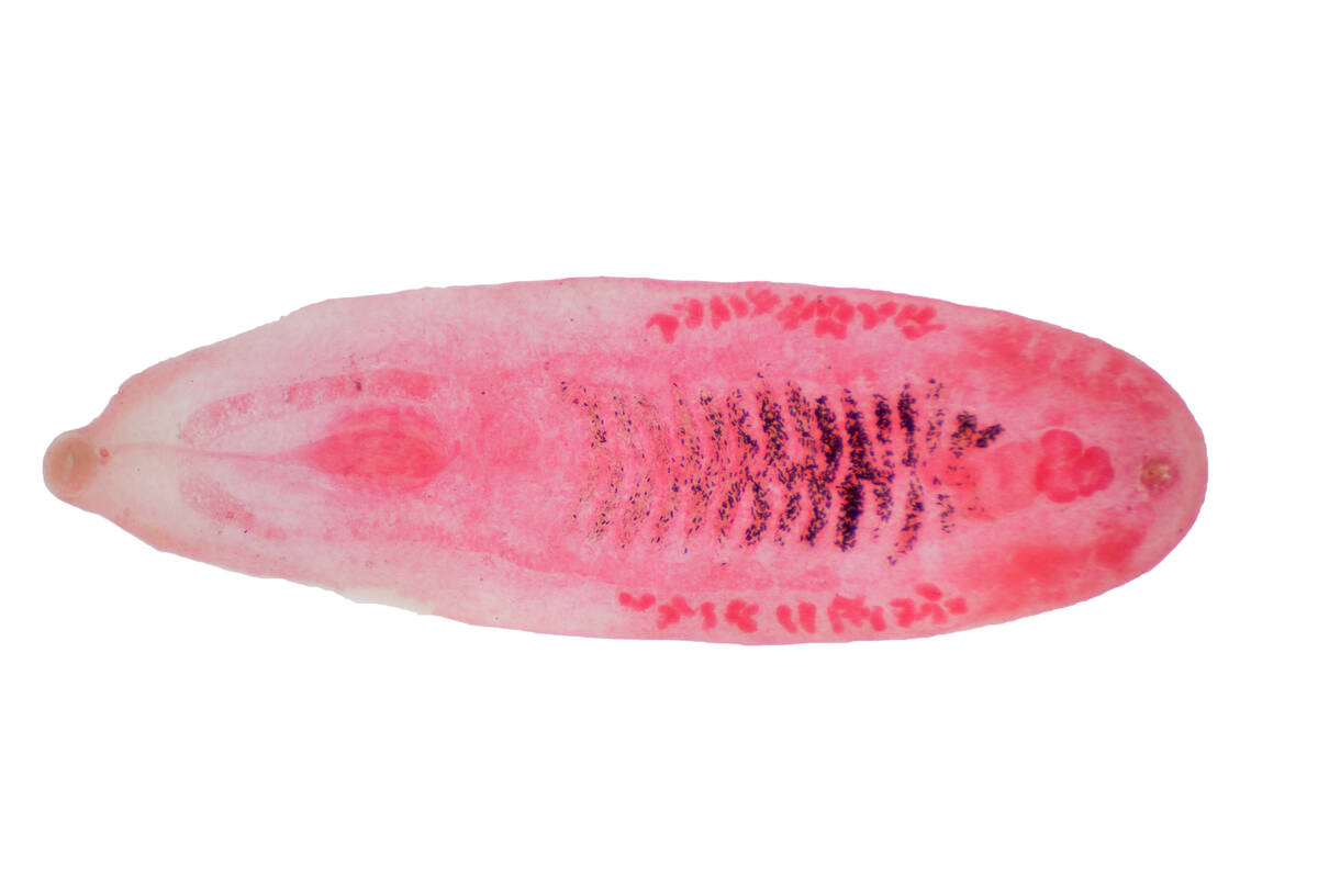 Liver flukes are one parasite of concern when it comes to livestock management in Canada. Photo: Choksawatdikorn/SciencePhotoLibrary/iStock/Getty Images