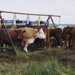 Producers should pay close attention to lice control. (File  photo)