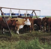 Producers should pay close attention to lice control. (File  photo)