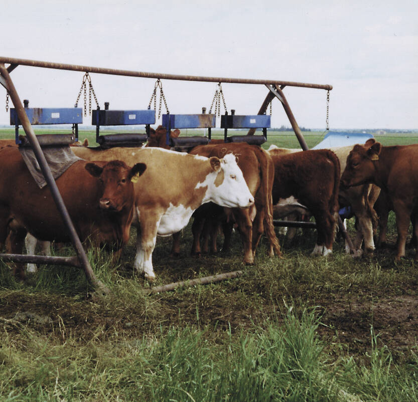 Producers should pay close attention to lice control. (File  photo)