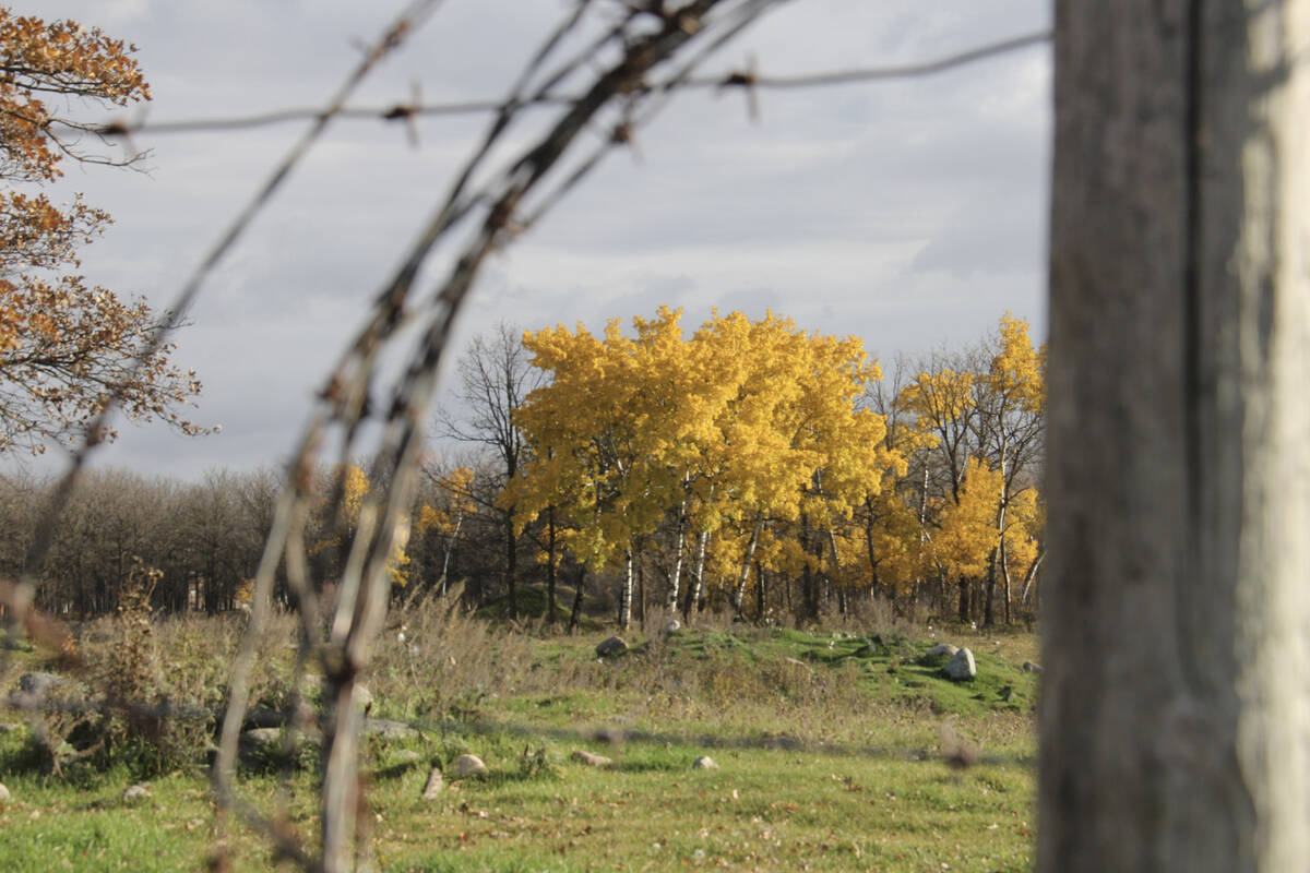 Grazing management can be one non-chemical way to limit parasite loads on pasture. Photo: Geralyn Wichers