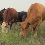 Cows grazing on Scott Duguid's pasture north of Gimli, Manitoba in July 2025.