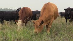 Cows grazing on Scott Duguid's pasture north of Gimli, Manitoba in July 2025.