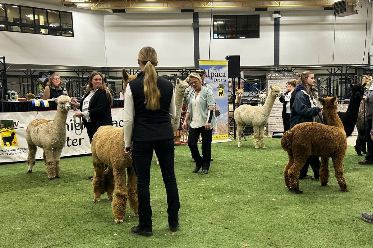 Beverly Brehm judges the alpaca halter show at Agribition 2025 with intense concentration. Photo: Janelle Rudolph
