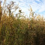 oats and flax intercrop. Photo: Janelle Rudolph